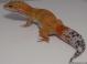 Sold - Super Hypo Tangerine Carrot-tail Female Leopard Gecko For Sale M20F77062218F 2