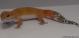 Sold - Super Hypo Tangerine Carrot-tail Baldy Female Leopard Gecko For Sale M1F90071418F 1