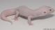 Sold - Super Snow Diablo Blanco Male Leopard Gecko For Sale M26F85061918M 2