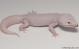 Sold - Super Snow Diablo Blanco Male Leopard Gecko For Sale M26F85061918M