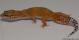 Sold - Tangerine het Tremper Female Leopard Gecko For Sale M1F90071418F2 2