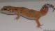 Sold - Tangerine het Tremper Female Leopard Gecko For Sale M1F90072718F 1