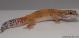 Sold - Tangerine het Tremper Female Leopard Gecko For Sale M1F90072718F 2