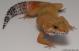 Sold - Tangerine Female Leopard Gecko For Sale M20F77072818F 2