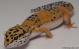 Sold - Tangerine het Tremper Albino Female Leopard Gecko For Sale M1F90072818F 1