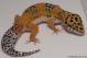 Sold - Tangerine het Tremper Albino Female Leopard Gecko For Sale M1F90072818F