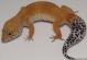 Sold - Tangerine Tornado Female Leopard Gecko For Sale M17F56070418F