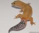 Sold - Tangerine Tornado Female Leopard Gecko For Sale M17F56071617F 1