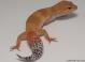 Sold - Tangerine Tornado Female Leopard Gecko For Sale M17F56071918F 1
