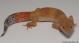 Sold - Tangerine Tornado Female Leopard Gecko For Sale M17F56071918F 2