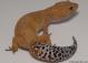 Sold - Tangerine Tornado Proven Female Leopard Gecko For Sale TT051016F 1