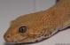 Sold - Tangerine Tornado Proven Female Leopard Gecko For Sale TT051016F 2