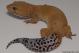 Sold - Tangerine Tornado Proven Female Leopard Gecko For Sale TT051016F