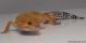 Sold - Tangerine Tornado Leopard Gecko For Sale M17F56062418F 1