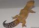 Sold - Tangerine Tornado Male Proven Breeder Leopard Gecko For Sale TT073116M 1