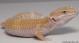 Sold - Tangerine Tremper Albino het Raptor Female Leopard Gecko For Sale M25F51070818F 1