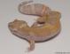 Sold - Tangerine Tremper Albino het Raptor Female Leopard Gecko For Sale M25F51070818F 2