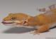 Sold - Tangerine Tremper Albino Female Leopard Gecko for Sale M25F78060818F 2