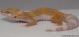 Sold - Tangerine Tremper Albino Female Leopard Gecko For Sale M27F86071218F 1