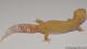 Sold - Tremper Sunglow Female Leopard Gecko For Sale M11F54062817F 2