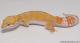 Sold - Tremper Sunglow Female Leopard Gecko For Sale M1F30081517F 2