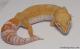 Sold - Tremper Sunglow Female Leopard Gecko For Sale M1F30081517F