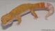Sold - Tremper Sunglow Male Leopard Gecko For Sale M1F30073117M 2