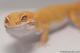 Sold - Tremper Sunglow Male Leopard Gecko For Sale M1F30073117M 3