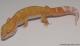 Sold - Tremper Sunglow Male Leopard Gecko For Sale M1F30073117M