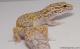 Sold - White & Yellow Radar het White Knight Female Leopard Gecko For Sale M22F61091617F2 1