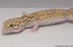 Sold - White & Yellow Radar het White Knight Female Leopard Gecko For Sale M22F61091617F2 2