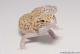 Sold - White & Yellow Radar het White Knight Female Leopard Gecko For Sale M22F61091617F2 3