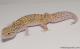 Sold - White & Yellow Radar het White Knight Female Leopard Gecko For Sale M22F61091617F2