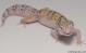 Sold - White & Yellow Radar het White Knight Female Leopard Gecko For Sale M24F89073018F2 1