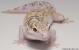 Sold - White & Yellow Radar het White Knight Female Leopard Gecko For Sale M24F89073018F2 2