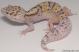 Sold - White & Yellow Radar het White Knight Female Leopard Gecko For Sale M24F89073018F2 3