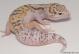 Sold - White & Yellow Radar het White Knight Female Leopard Gecko For Sale M24F89073018F2