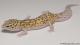 Sold - Radar het White Knight Leopard Gecko For Sale Male M22F66101717M 1