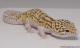 Sold - Radar het White Knight Leopard Gecko For Sale Male M22F66101717M 2
