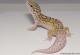 Sold - Radar het White Knight Leopard Gecko For Sale Male M22F66101717M