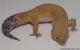 Sold - Tangerine Tornado Female Leopard Gecko For Sale M17F56080817F 1
