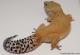 Sold - *Free Gecko* Tangerine Tornado Leopard Gecko For Sale Female TTF65072114  1
