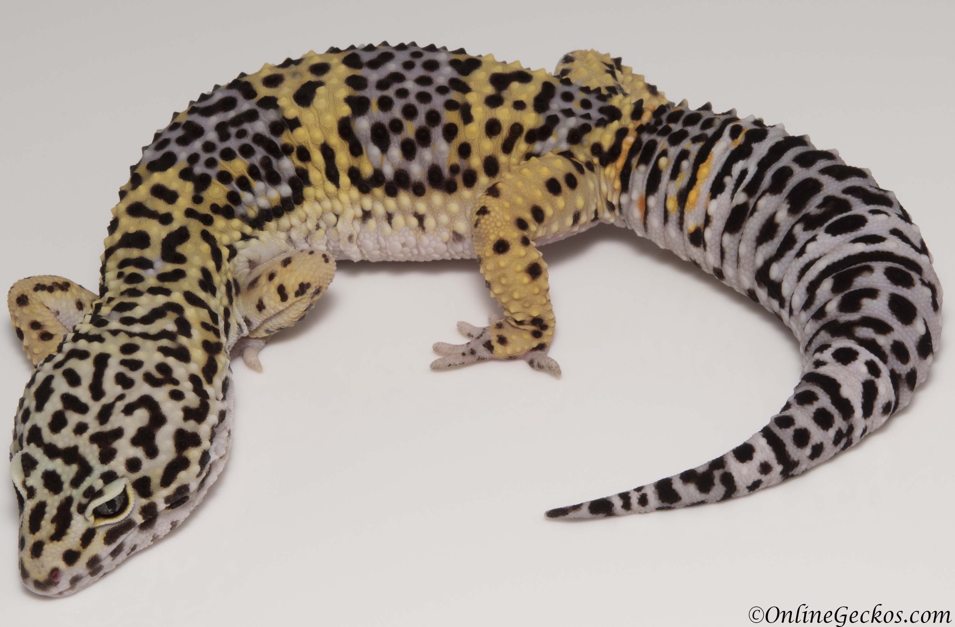 leopard geckos for sale,gecko for sale,high yellow,het typhoon,rainwater al...