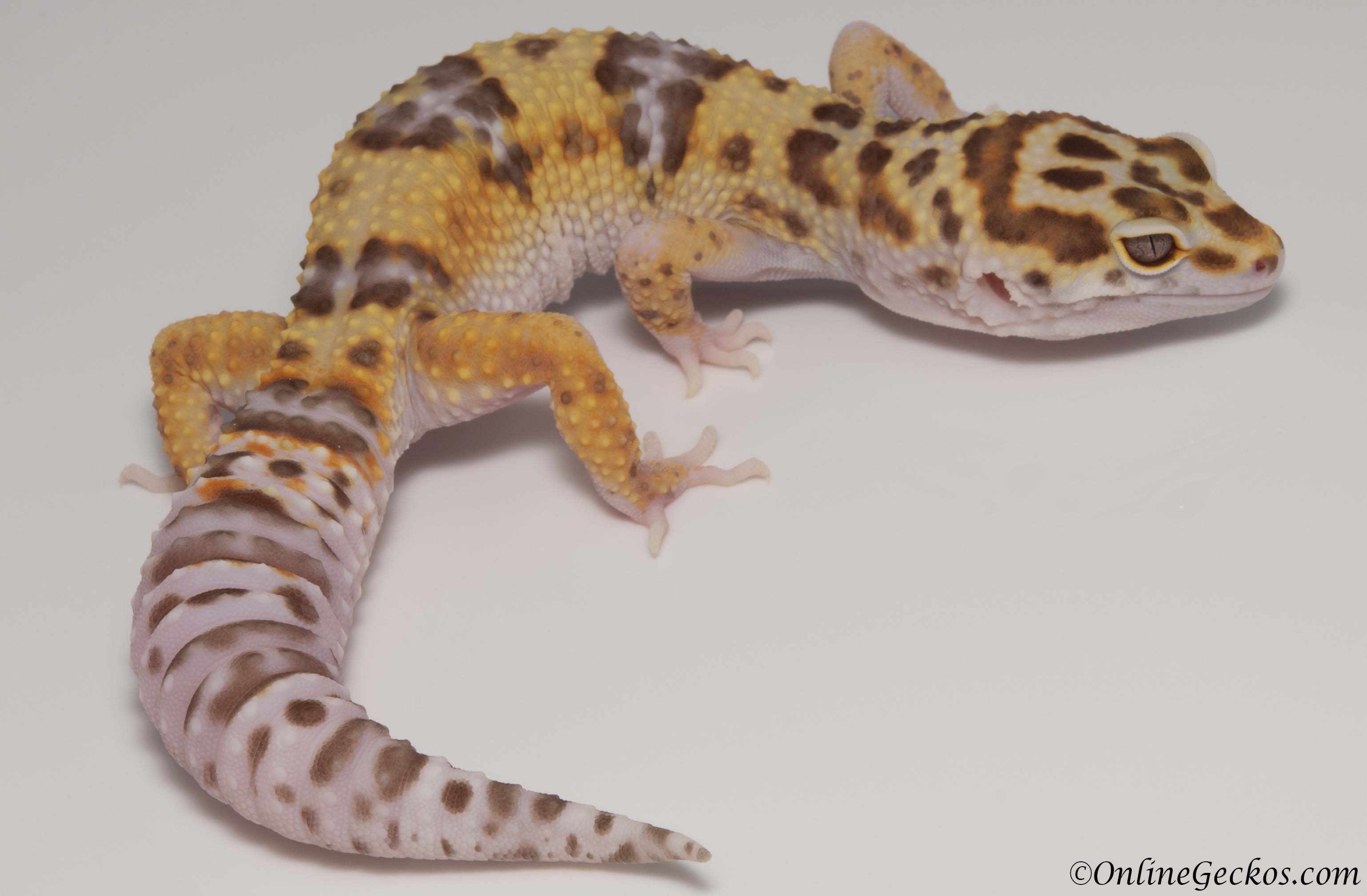 Are albino leopard geckos blind