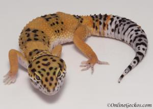 Sold - Blood Tangerine Female Leopard Gecko For Sale M25F88071119F