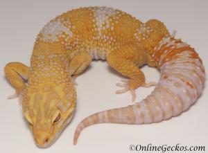 Sold - Giant High Contrast Tangerine Tremper Albino Male Leopard Gecko For Sale M25F90082119M