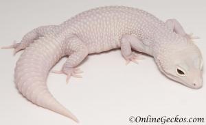 Sold - Mack Snow Diablo Blanco Female Leopard Gecko For Sale M30F85072519F