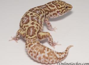 Sold - Proven Breeder Mack Snow Radar Female Leopard Gecko For Sale MSRADAR082416F