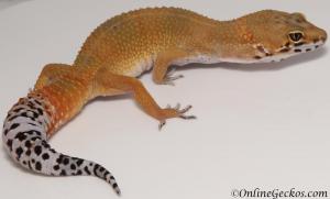 Sold - Super Hypo Tangerine Carrot-tail Baldy Male Leopard Gecko For Sale M25F90071819M2