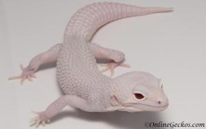 Sold - Super Snow Diablo Blanco Male Leopard Gecko For Sale M30F85060519M